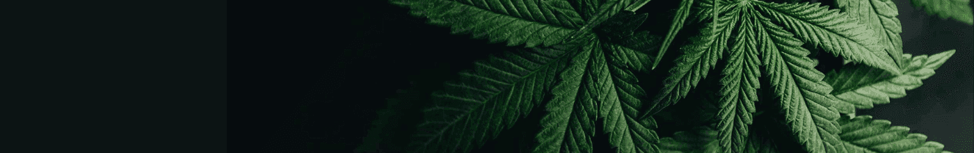 Banner mit Cannabisblättern